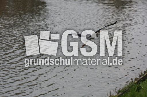 Graureiher-A 235.jpg